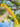 Large Gold Yellow Handmade Macrame Candy Rope for Big Dogs