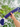 Large Handmade Macrame Purple Candy Rope for Big Dogs