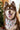 Howliday Cheer Dog Bandana